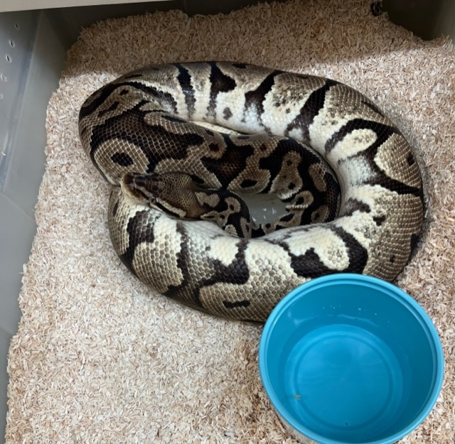 Proven Pastel 100 Het Hypo Females Ball Python by Fireball Reptiles