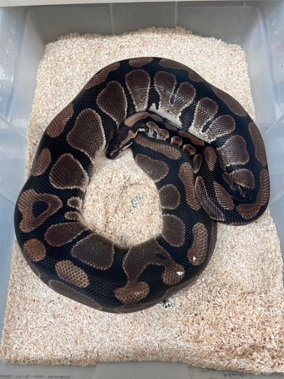 Proven 100% Het Desert Ghost Female Ball Python by Fireball Reptiles