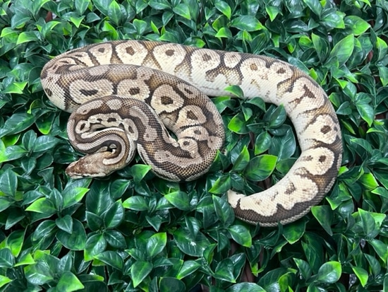 Adult Female Pastel Mocha Spark Ball Python by Fireball Reptiles
