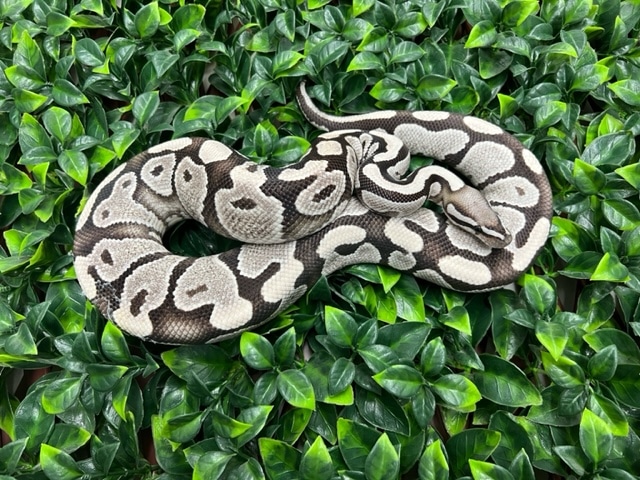 VPI Axanthic Desert Ghost READ DESCRIPTION Ball Python by Fireball ...