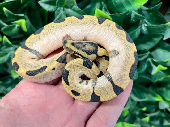 Enchi Calico YB DG Ball Python by Fireball Reptiles