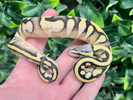 Pastel Enchi Calico YB DG Ball Python by Fireball Reptiles