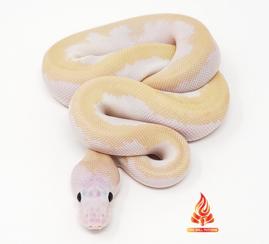 OD Super Fire (Looks Super OD Or Leopard Or Both!?) Ball Python by Fire ...