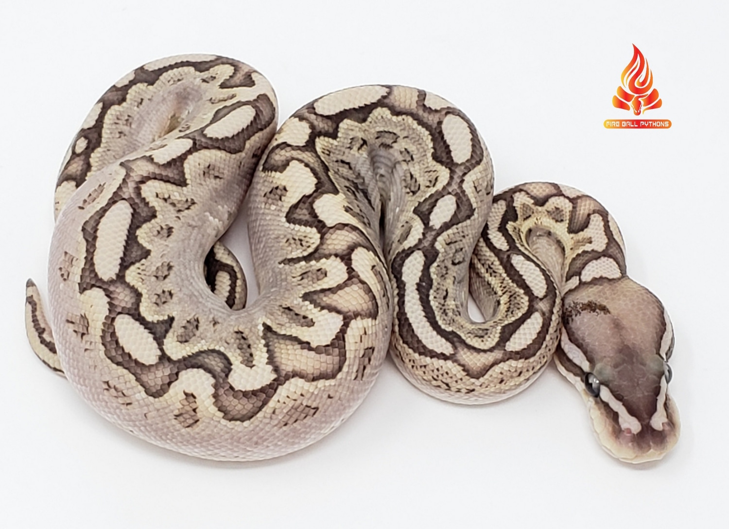 Bamboo Ball Python by Fire Ball Pythons - MorphMarket