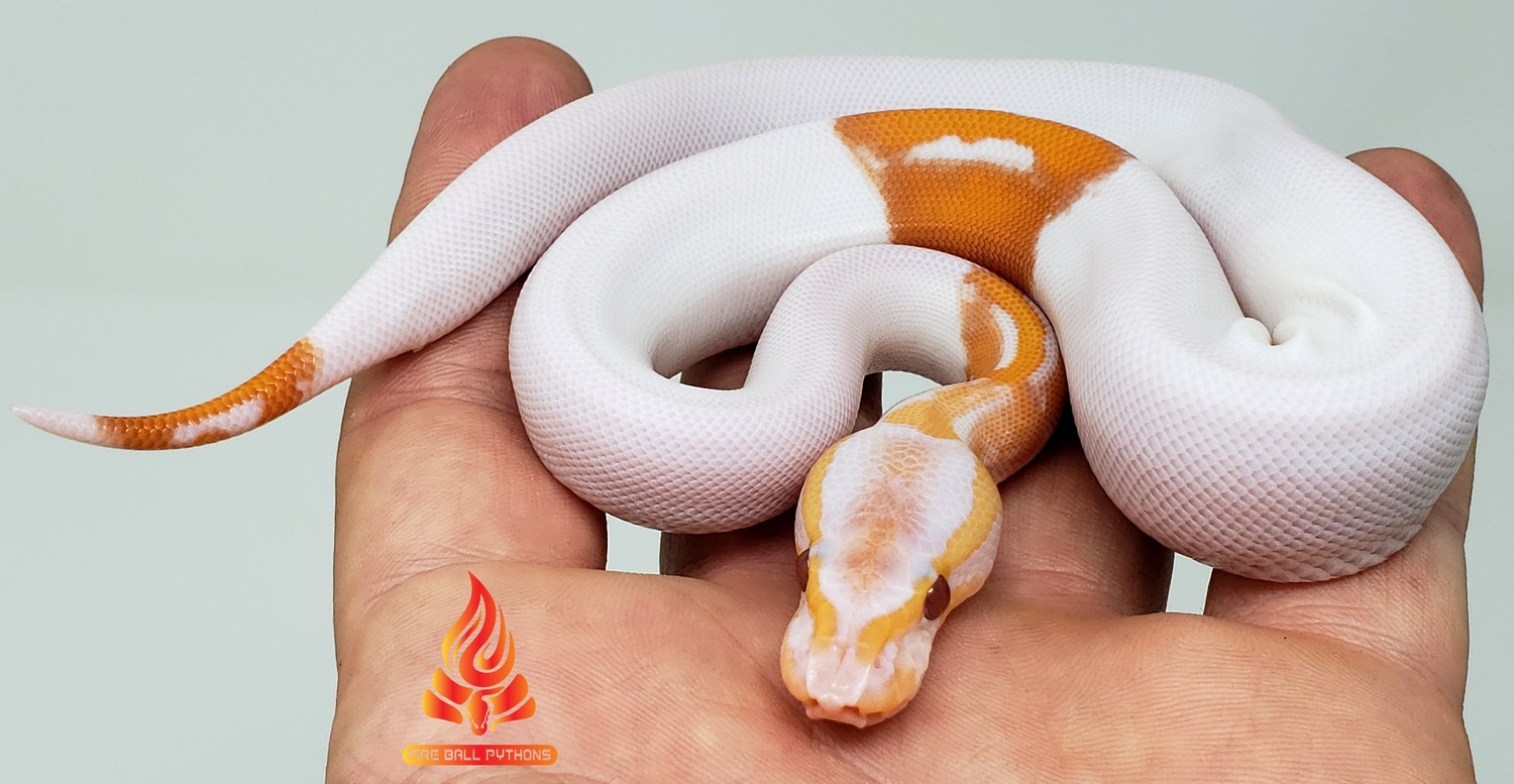 Black Pastel Dreamsicle Ball Python by Fire Ball Pythons - MorphMarket
