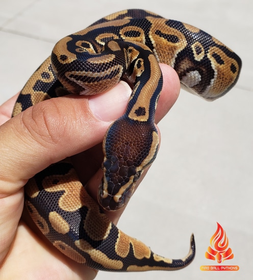 mojave dbl het dreamsicle ball python by fire ball... Dbl Het Dreamsicle Ball Python by Fire Ball Pythons