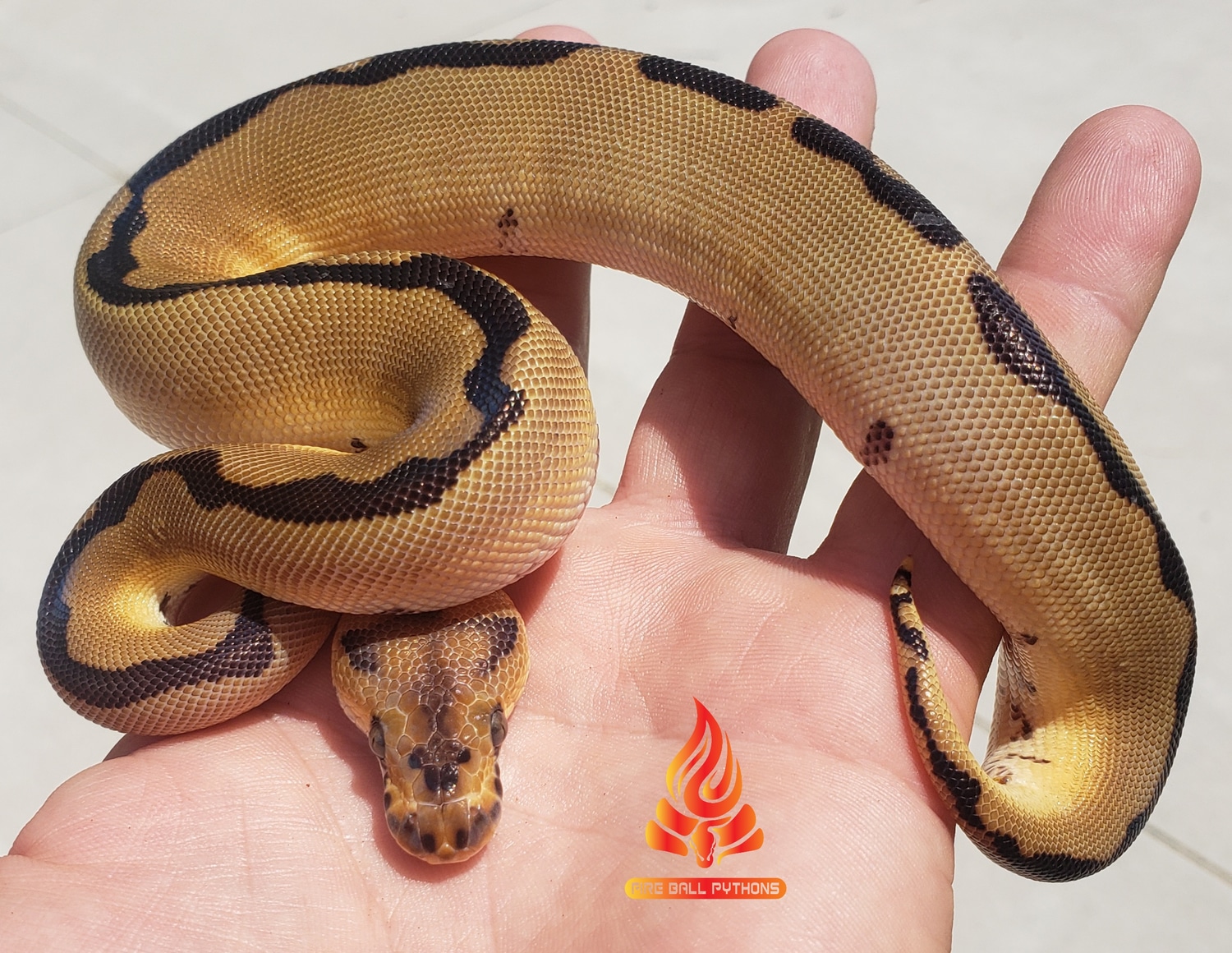 Super Blade Clown Ball Python by Fire Ball Pythons - MorphMarket