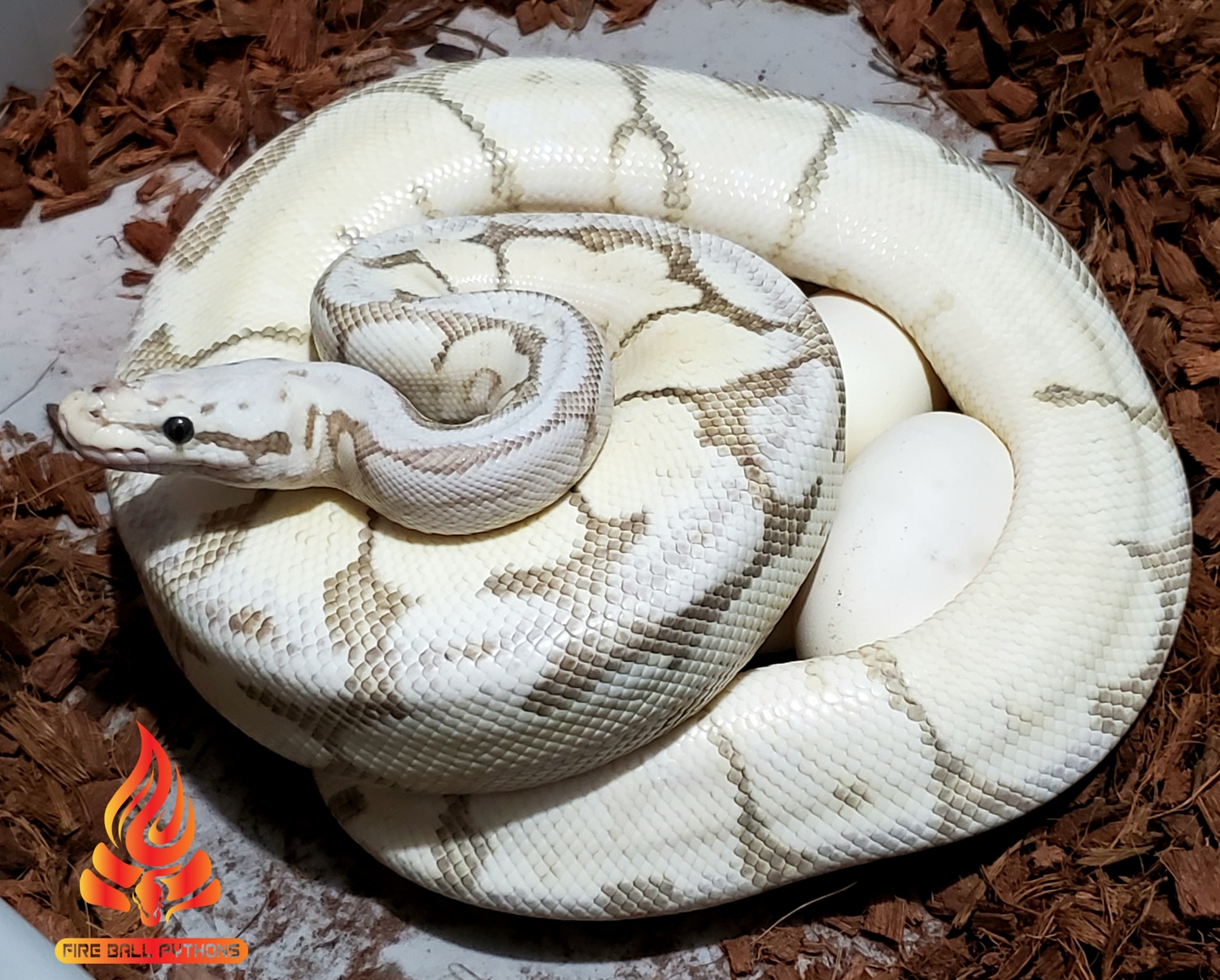 🔥Super Pastel Fire Spider Ball Python by Fire Ball Pythons - MorphMarket