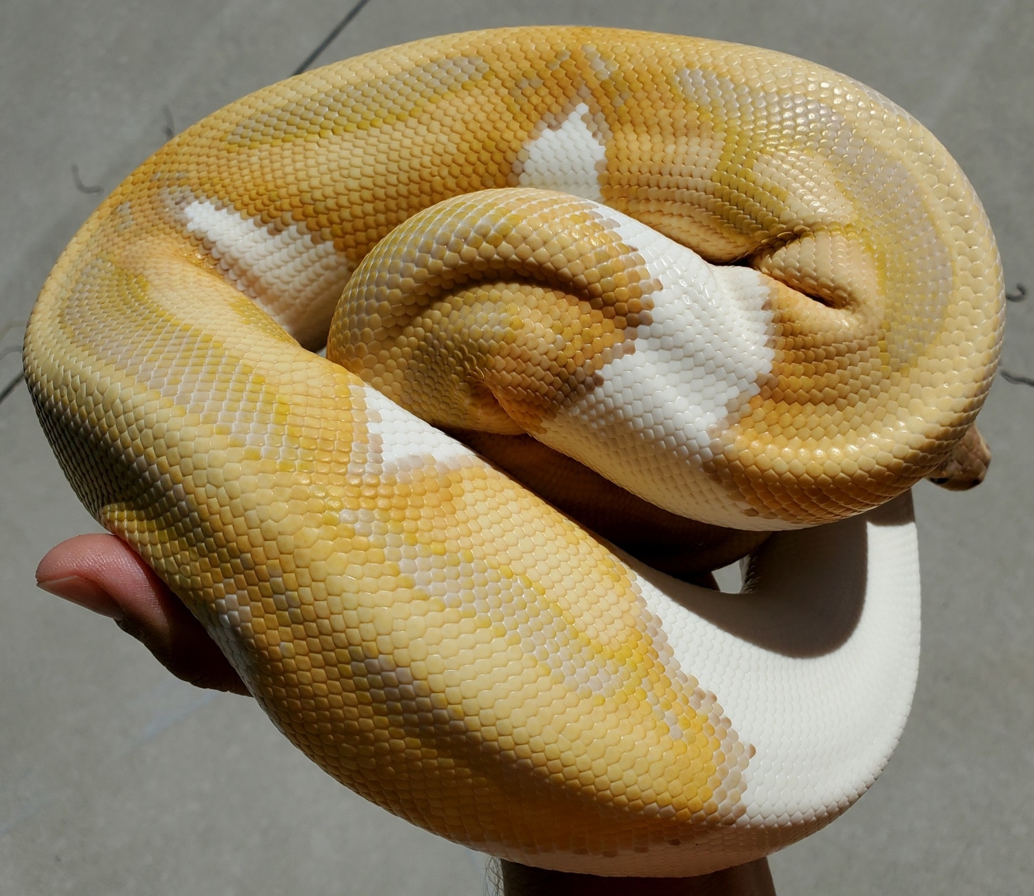 YB Dbl Het Dreamsicle Ball Python by Fire Ball Pythons - MorphMarket