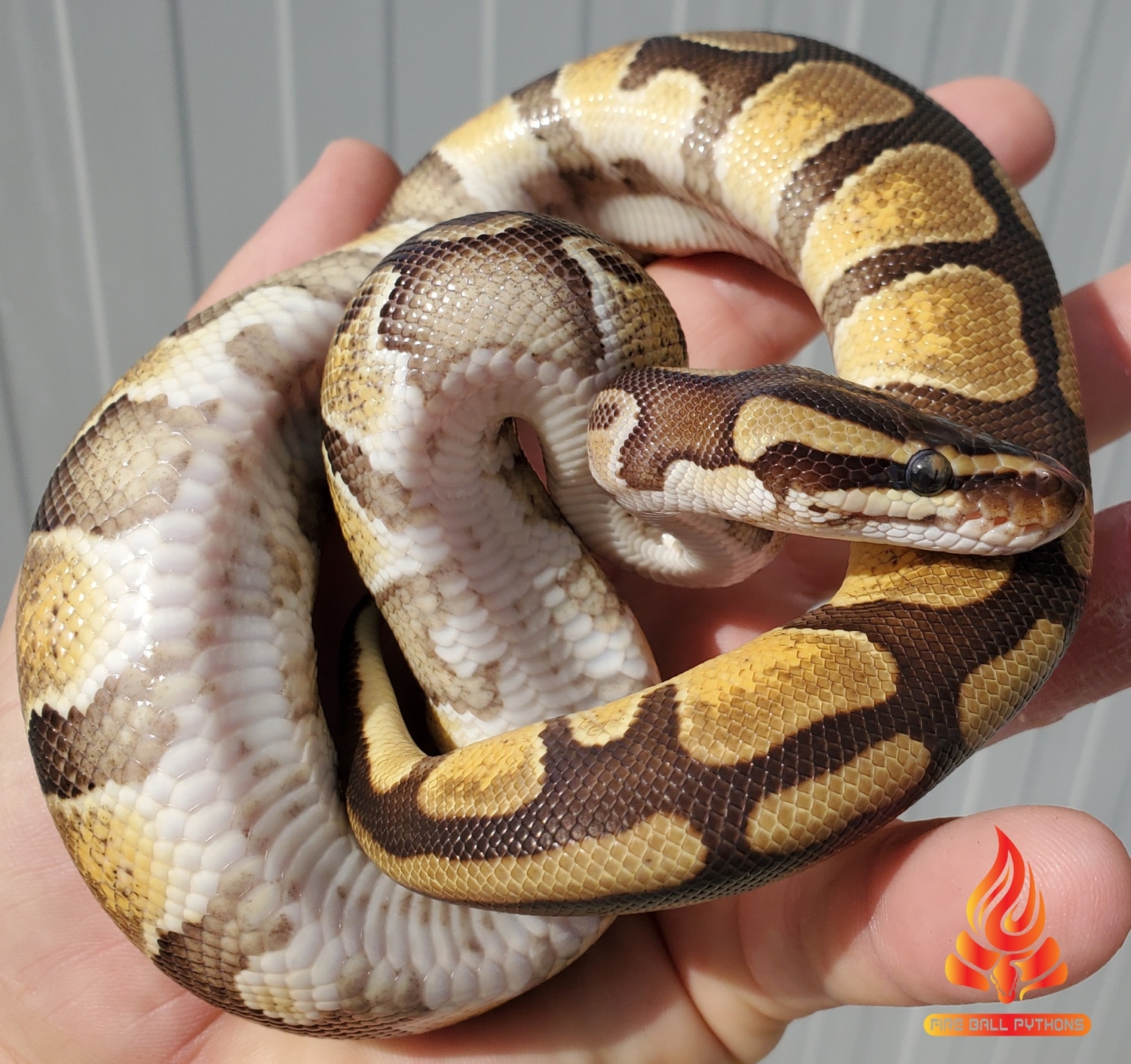 Enchi Dbl Het Dreamsicle Ball Python by Fire Ball Pythons - MorphMarket