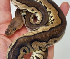 Chocolate Cinnamon Clown Ball Python by Fire Ball Pythons - MorphMarket