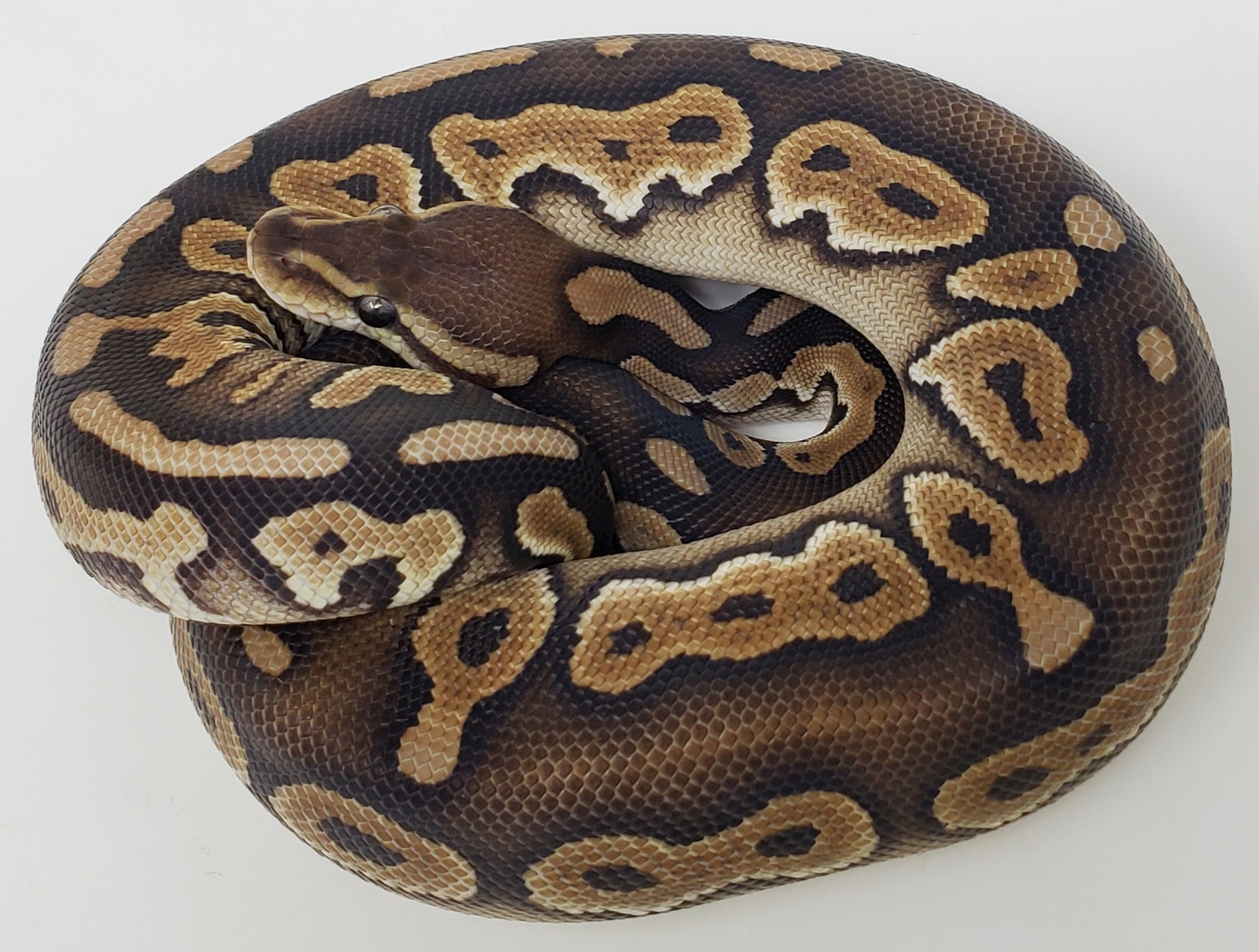 Chocolate Cinnamon Special Or Mystic Het Clown Ball Python by Fire Ball ...