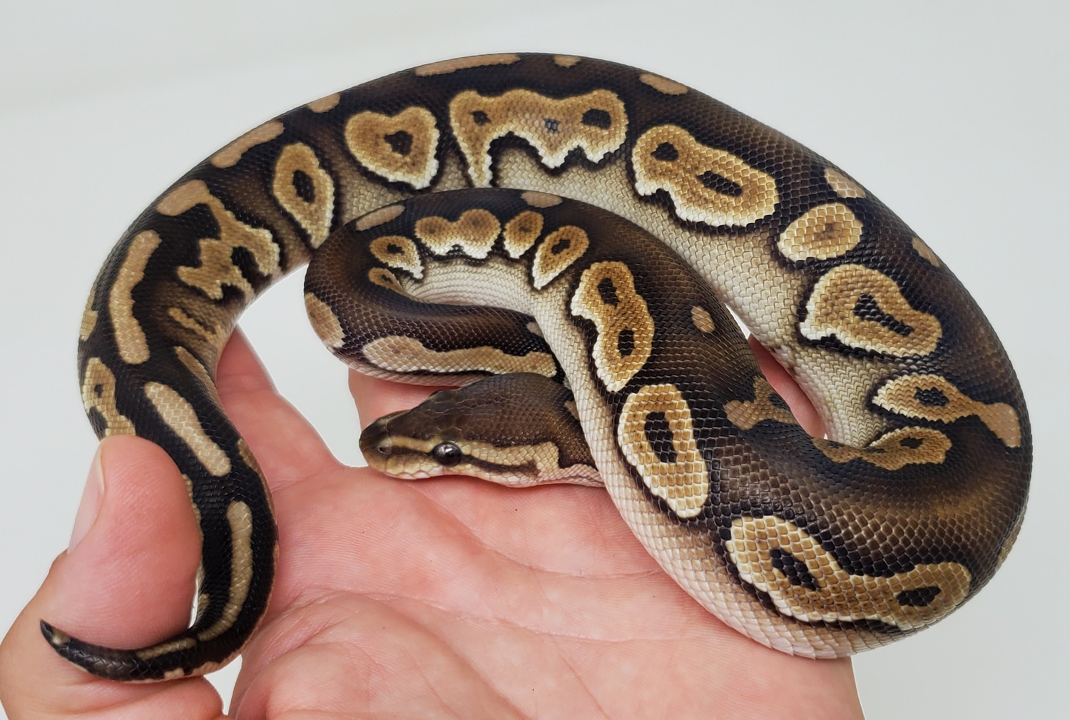 Chocolate Cinnamon Special Or Mystic Het Clown Ball Python by Fire Ball ...
