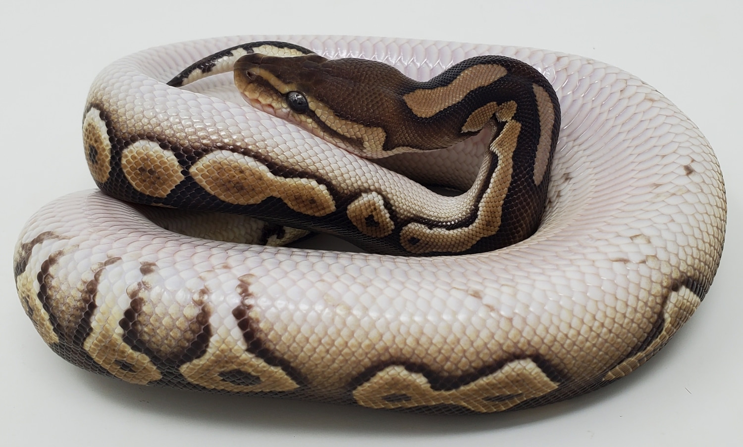 Chocolate Cinnamon Special Or Mystic Het Clown Ball Python by Fire Ball ...