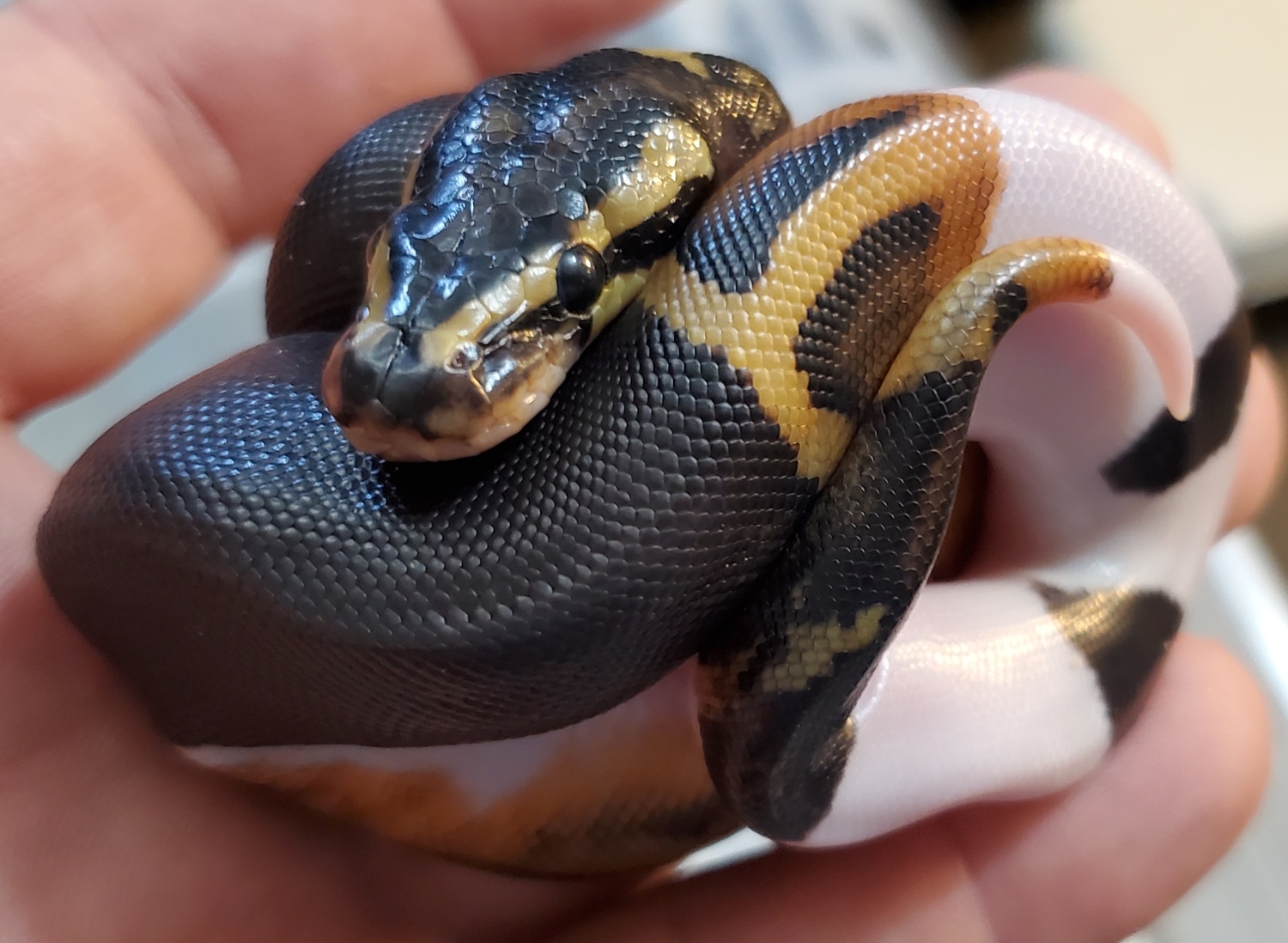 Mahogany Black Pastel Paradox Pied Ball Python by Fire Ball Pythons ...