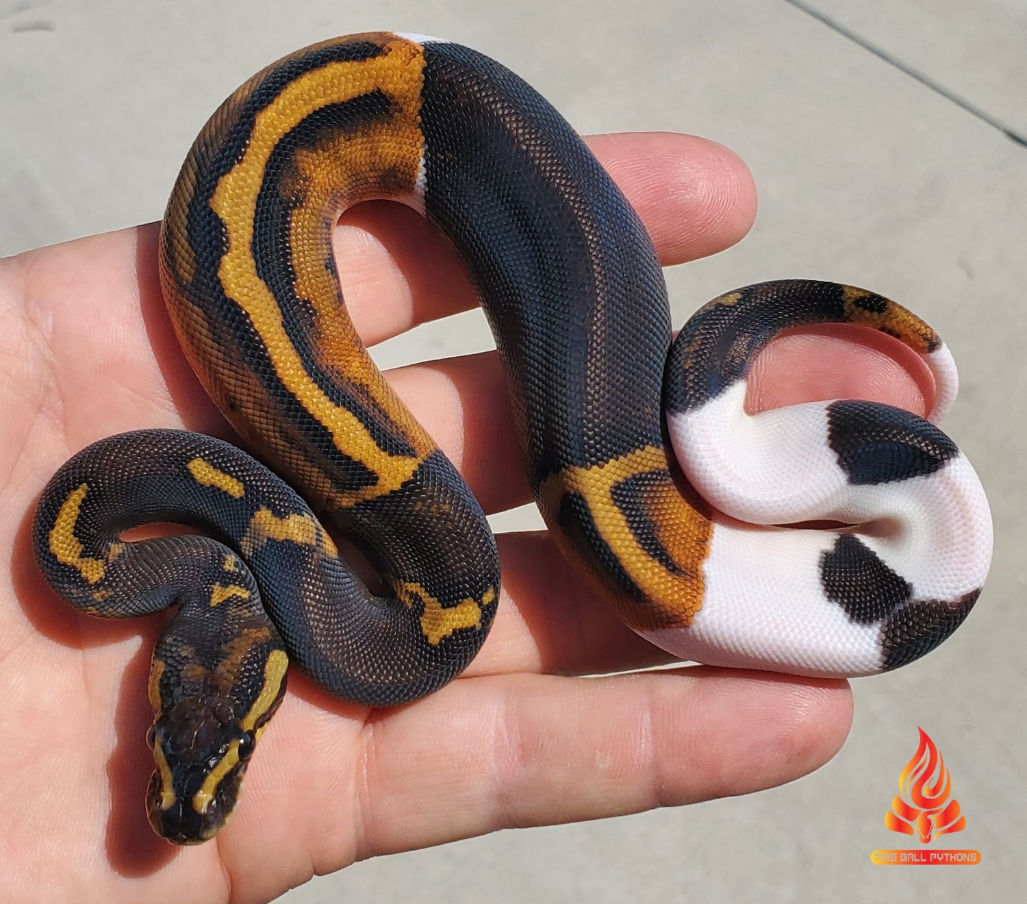 Mahogany Black Pastel Paradox Pied (Chimera) Ball Python by Fire Ball ...