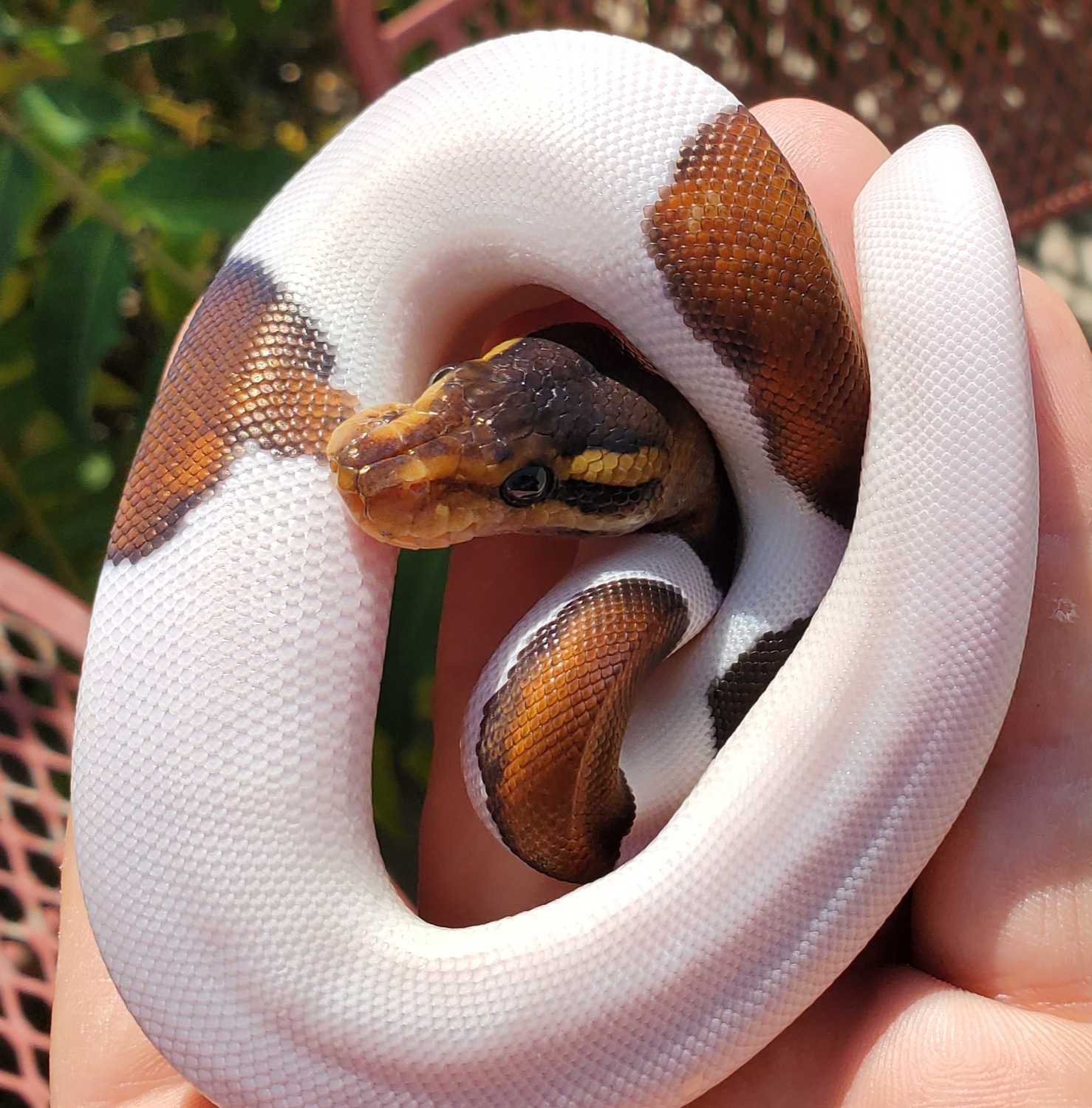 Mahogany Black Pastel Paradox Pied Ball Python by Fire Ball Pythons ...