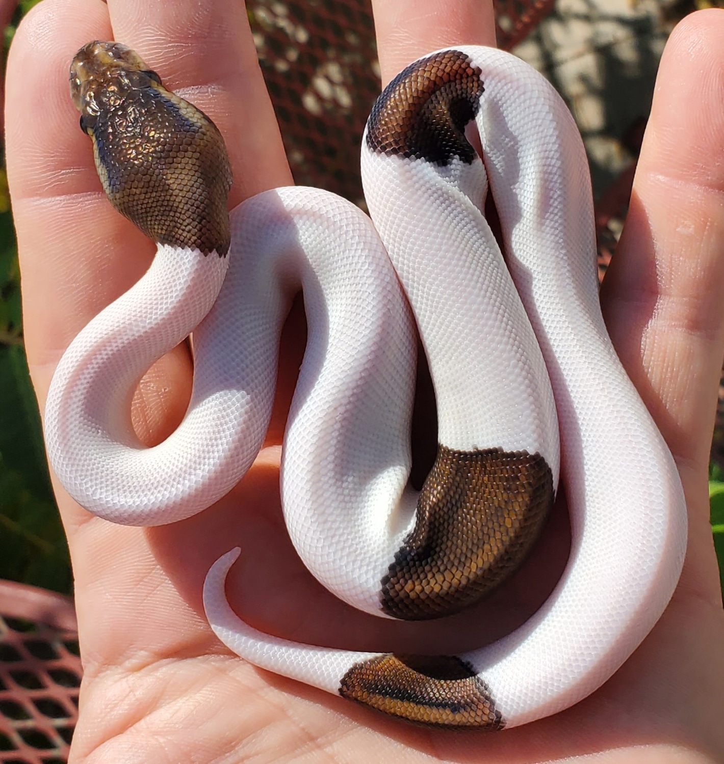 Mahogany Black Pastel Paradox Pied Ball Python by Fire Ball Pythons