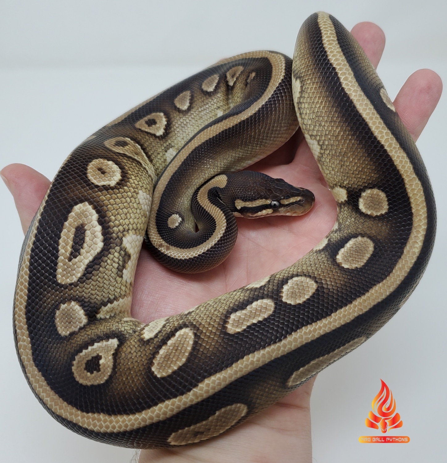 Mojave Dbl Het Dreamsicle Ball Python by Fire Ball Pythons - MorphMarket