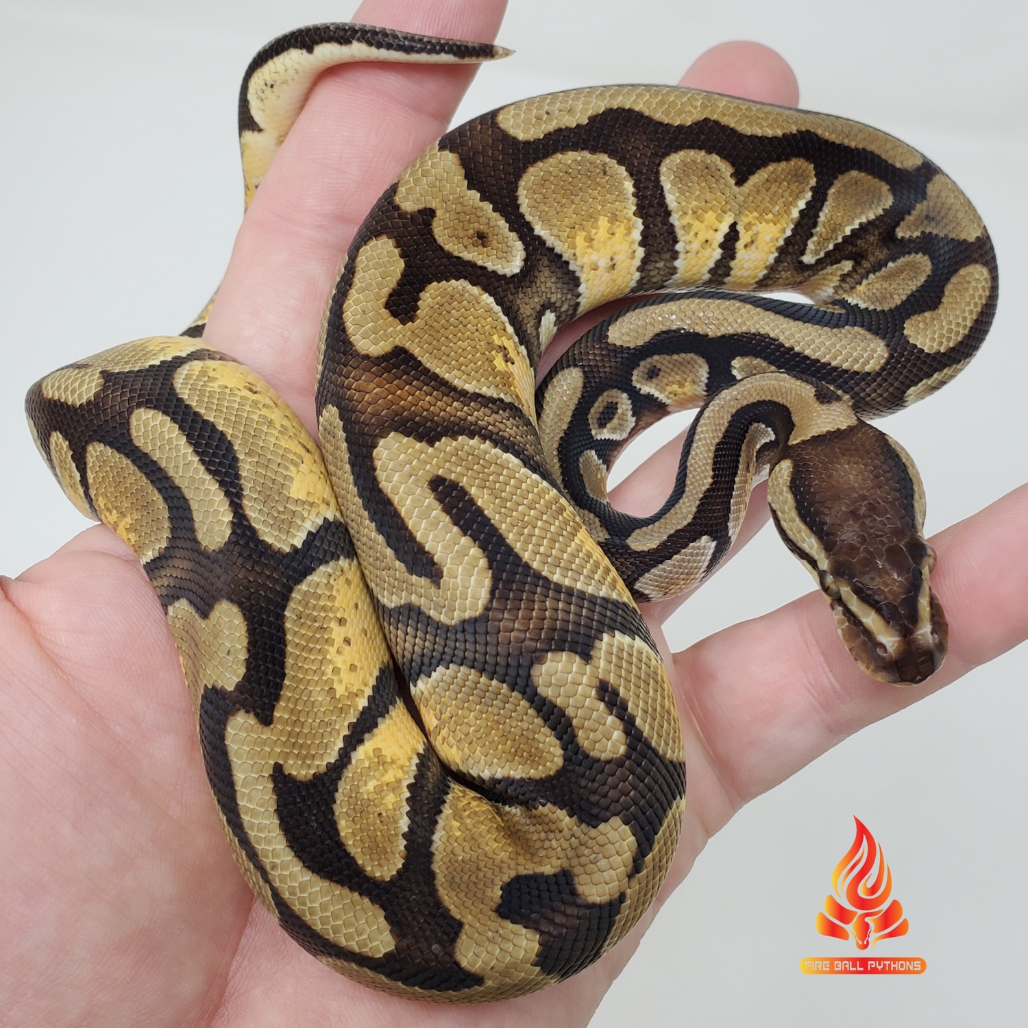 Enchi Dbl Het Dreamsicle Ball Python by Fire Ball Pythons - MorphMarket