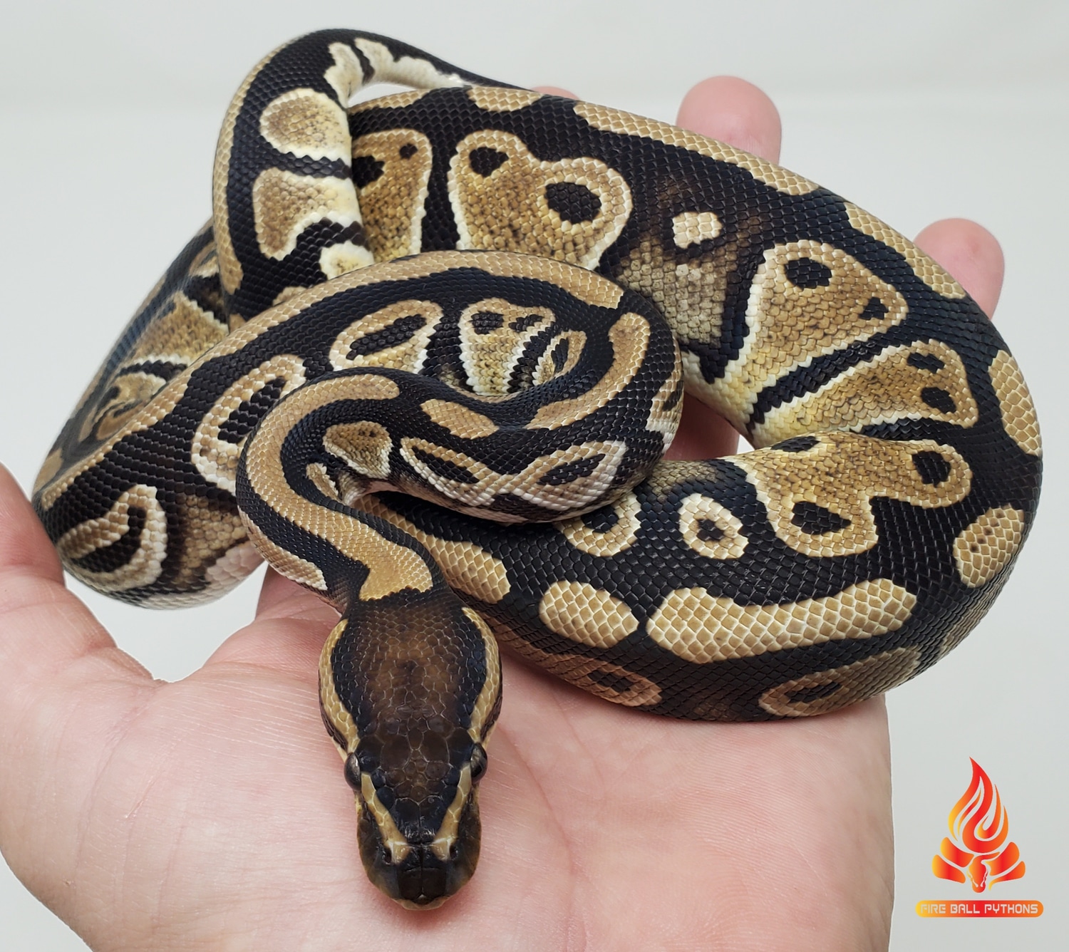 Triple Het Holy Grail Ball Python by Fire Ball Pythons - MorphMarket
