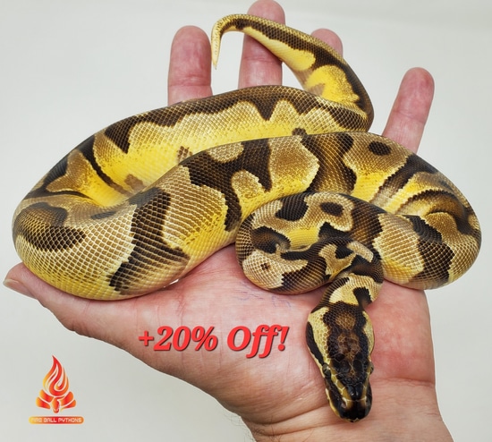 OD Enchi Pastel Dbl Het Dreamsicle Ball Python by Fire Ball Pythons