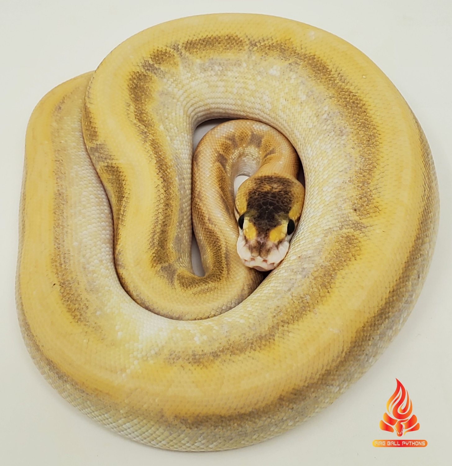 Enchi Bamboo Champagne Hypo Ball Python by Fire Ball Pythons - MorphMarket