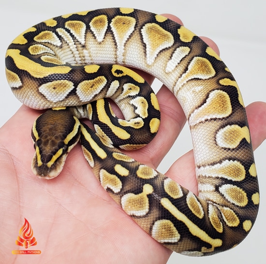 🔥Mandarin Lesser! Ball Python by Fire Ball Pythons