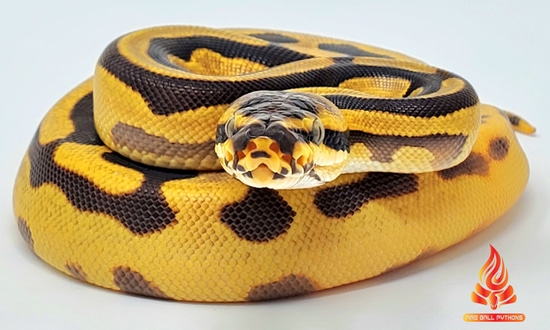 🔥OD (Poss Super OD) Enchi Leopard YB Het Pied!🔥 Ball Python by Fire ...