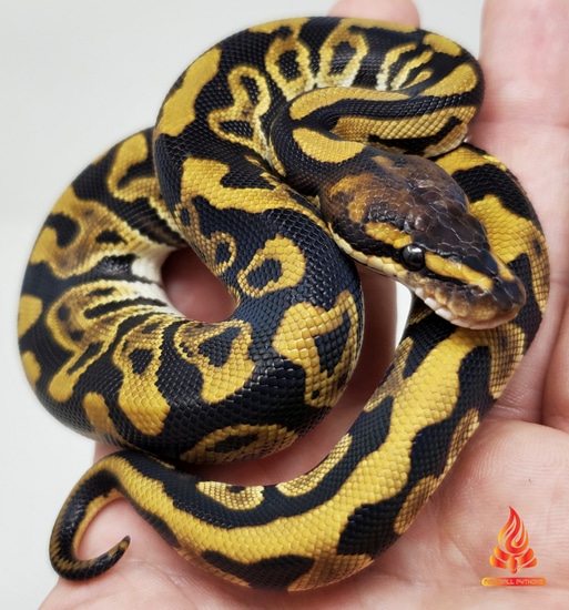 🔥 Cypress Leopard Blade Het Clown! Ball Python by Fire Ball