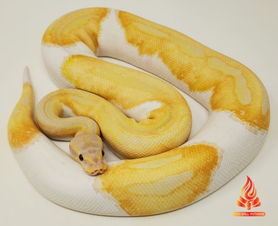 Dreamsicle Ball Python by Fire Ball Pythons
