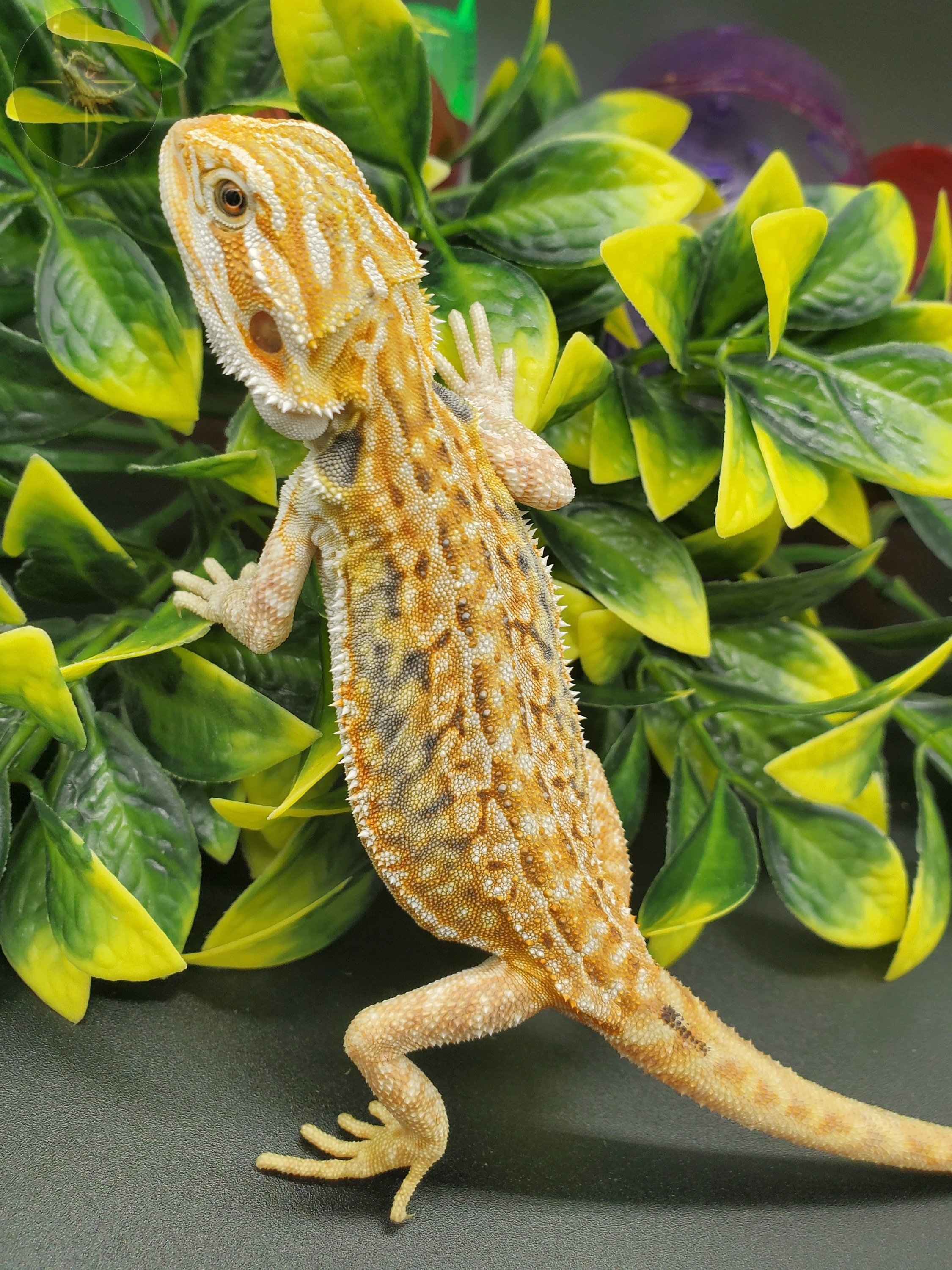 Hypo Dunner Leatherback Central Bearded Dragons by FireFlii