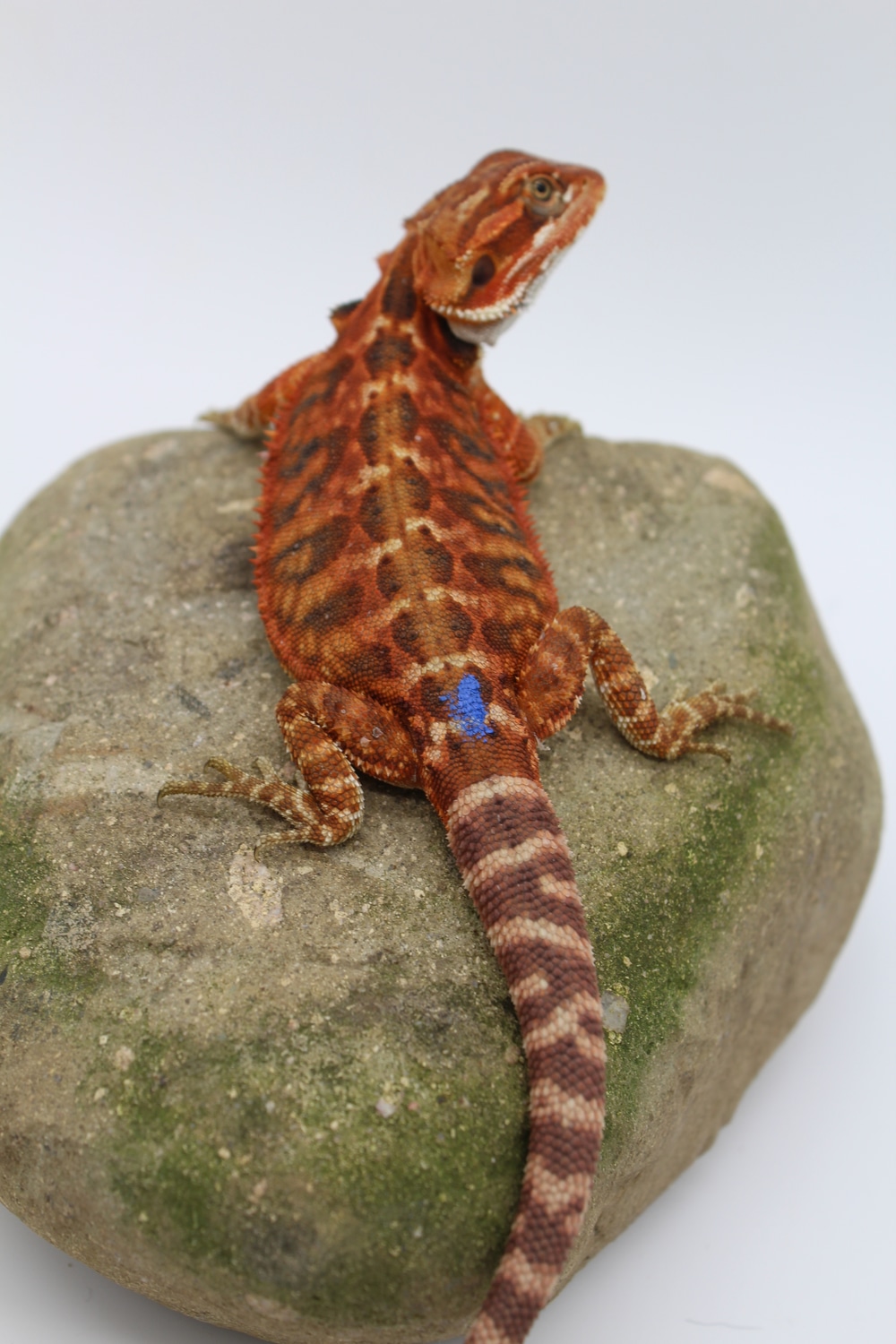 Red Leatherback Bearded Dragon Central Bearded Dragon by FireFlii