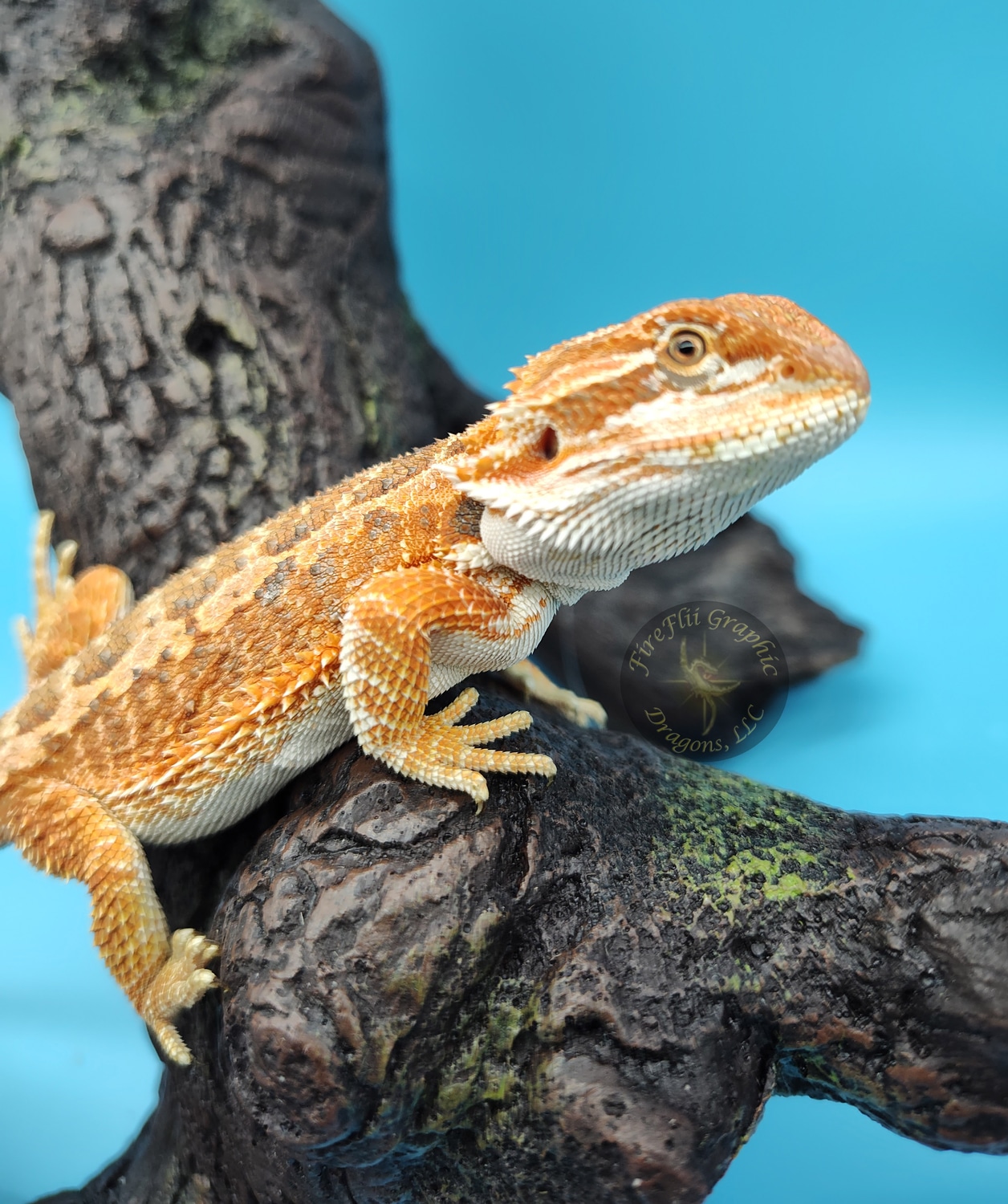 Citrus Tiger Bearded Dragon Central Bearded Dragon by FireFlii Graphic