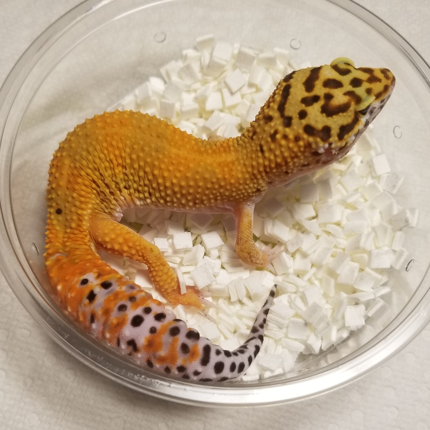 Blood Emerine ph Raptor