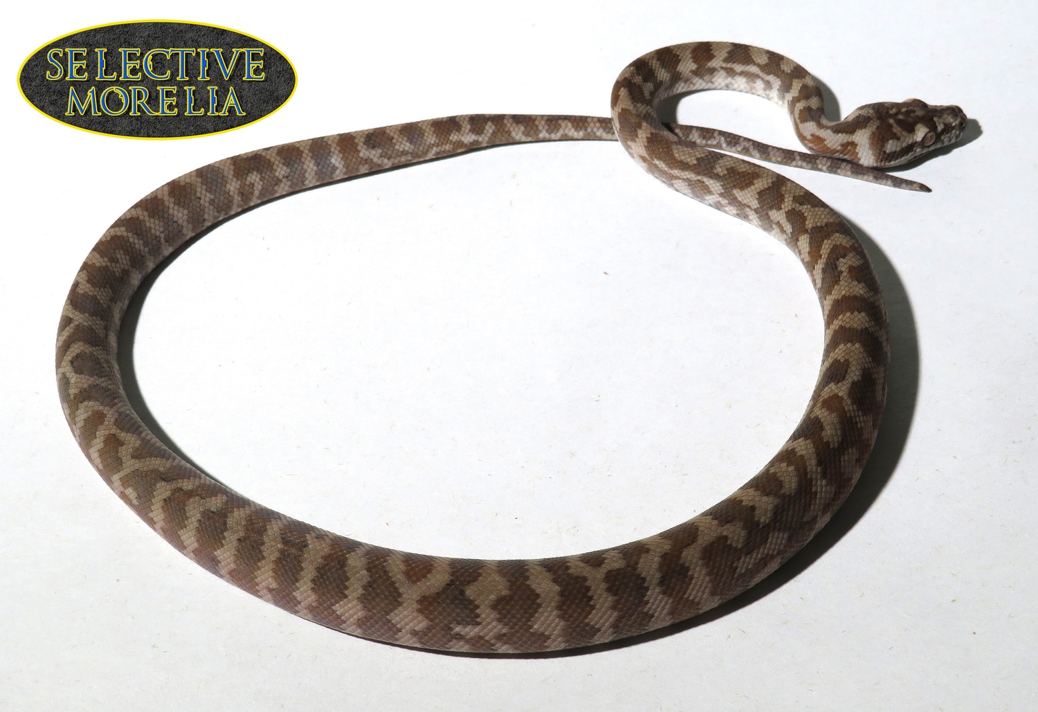 Caramel 100% Het Axanthic Coastal Carpet Python by Selective Morelia ...