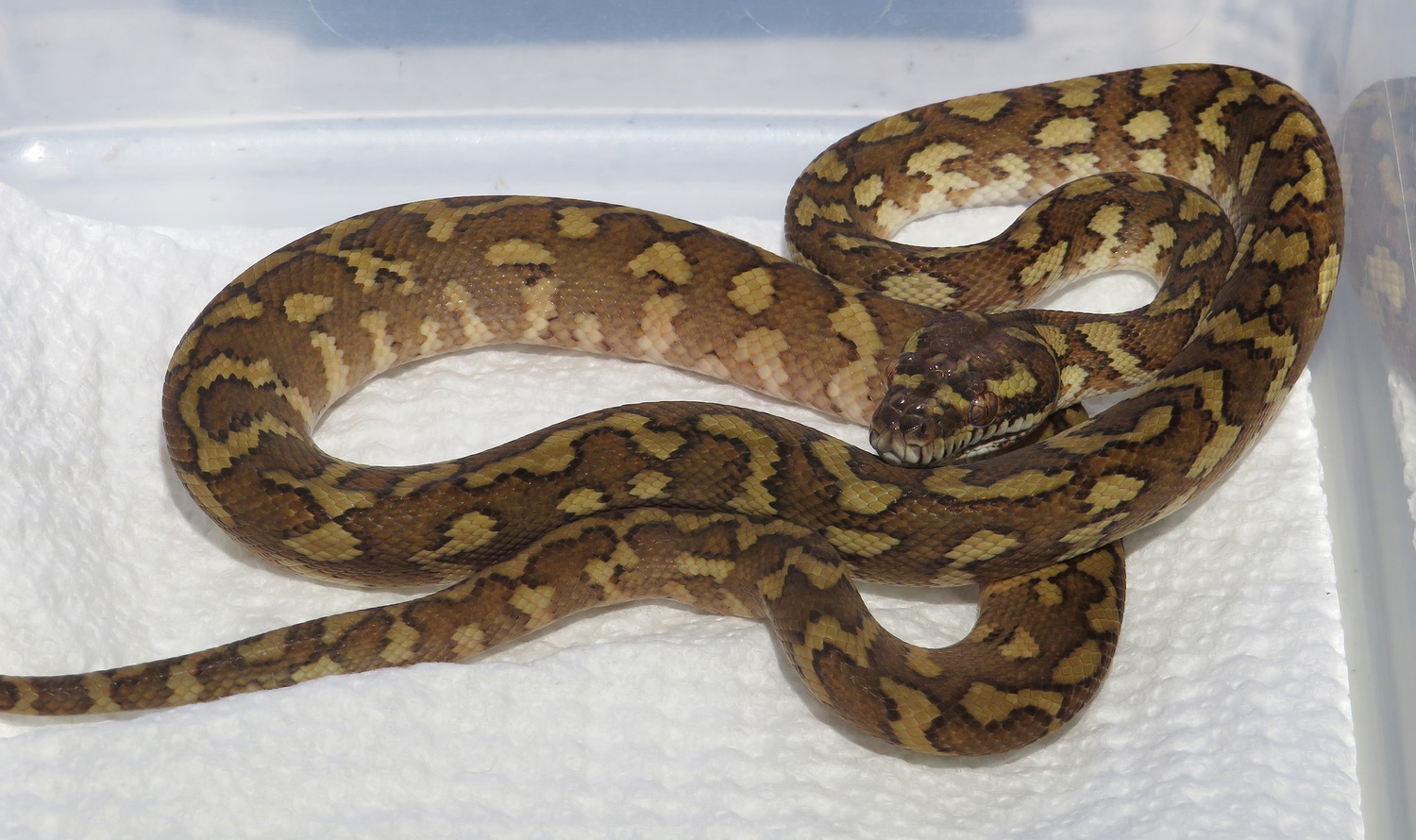 Caramel Het Axanthic Coastal Carpet Python by Selective Morelia ...