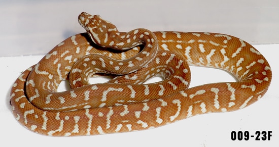 Hypo Bredli Centralian Carpet Python by Selective Morelia