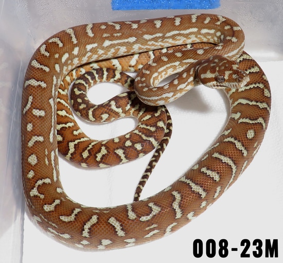 Hypo Bredli Centralian Carpet Python by Selective Morelia