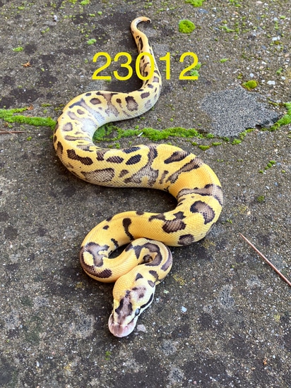 Terminator Het Clown Female Ball Python by SOS Amador