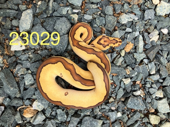 Fire Special Clown Offers Ball Python by SOS Amador
