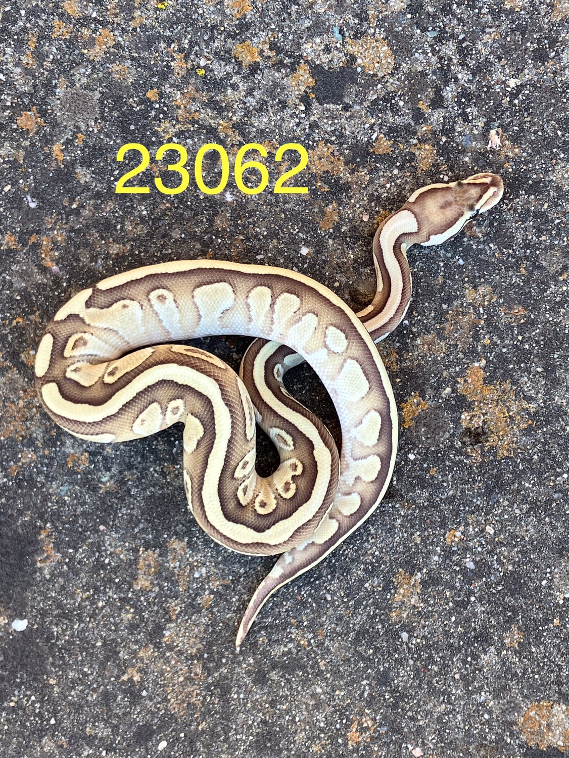 Lesser Fire Pastel Het Clown Ball Python by SOS Amador - MorphMarket