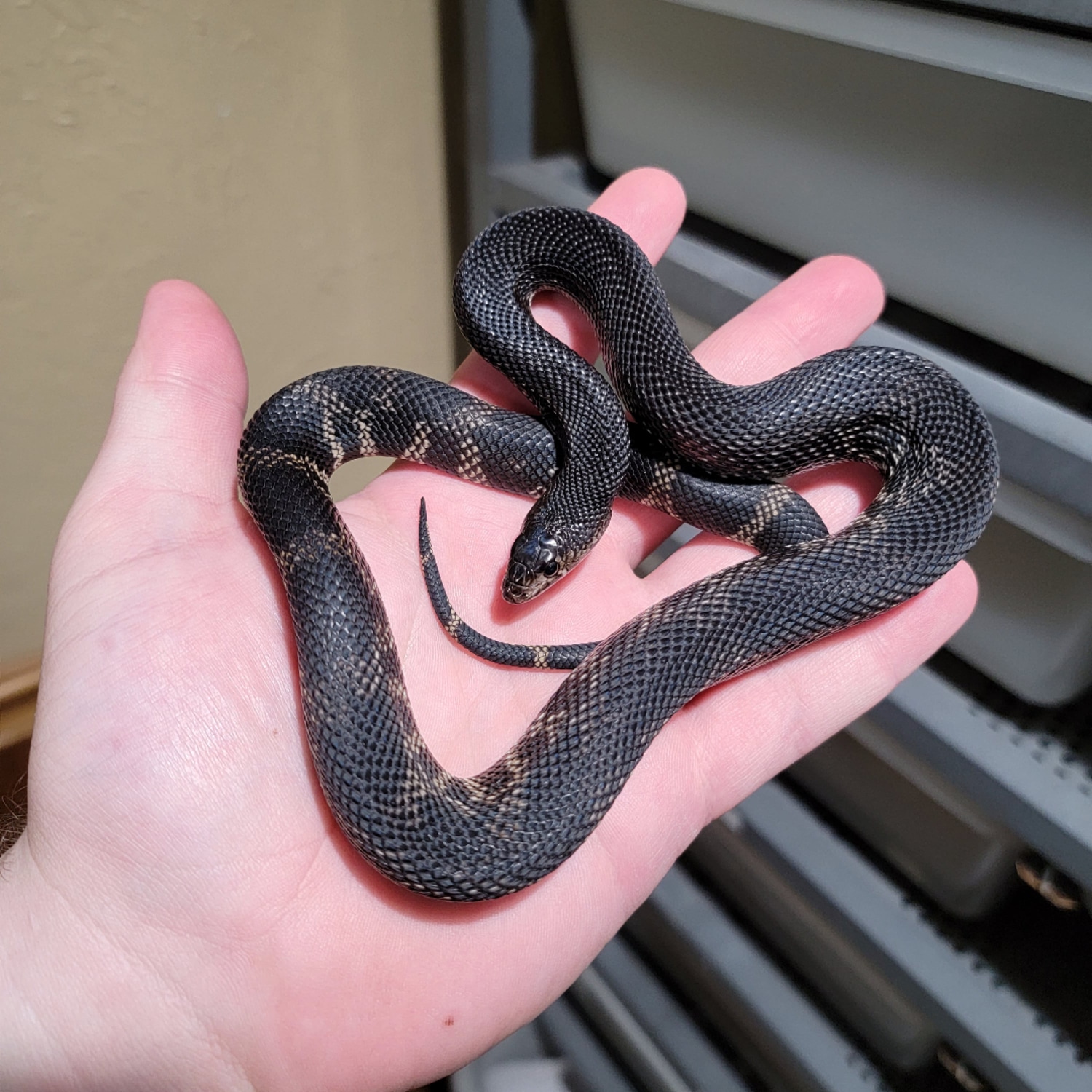 Black Pine Snake by Fisher Reptiles MorphMarket