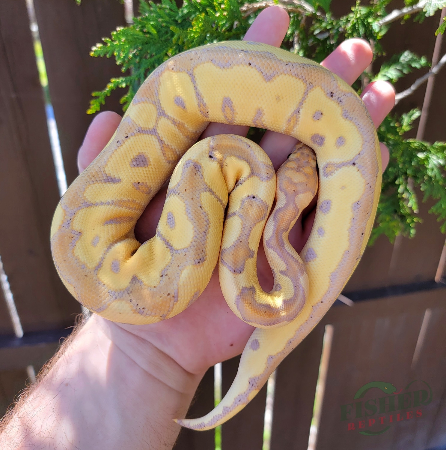 Banana Clown Ball Python by Fisher Reptiles MorphMarket