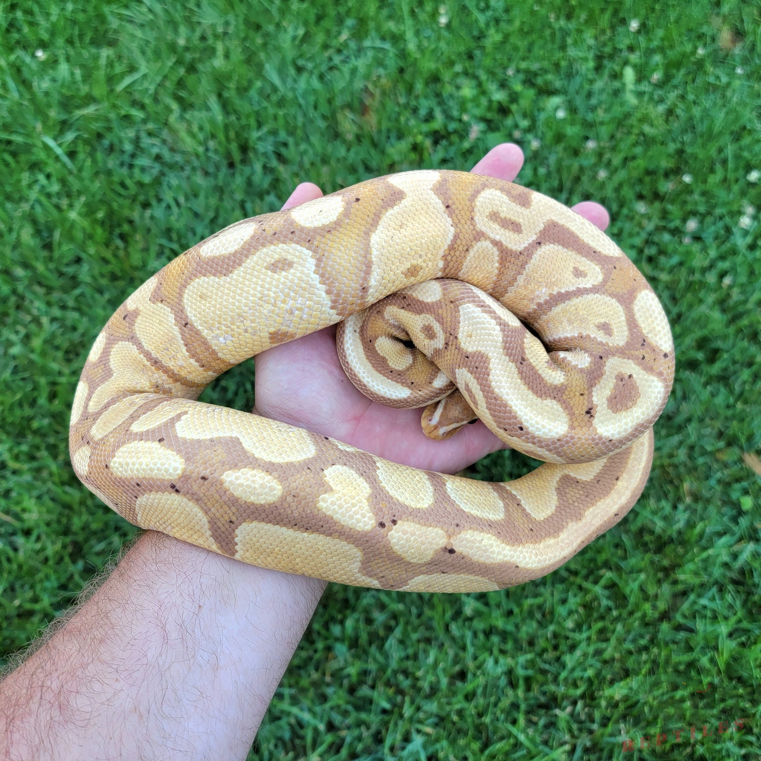 Banana Het Piebald Ball Python by Fisher Reptiles MorphMarket
