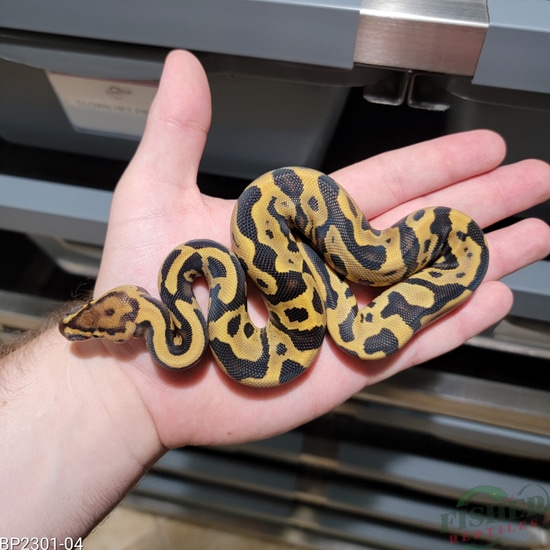 Leopard Fire Het Clown (Free Shipping!) Ball Python by Fisher Reptiles