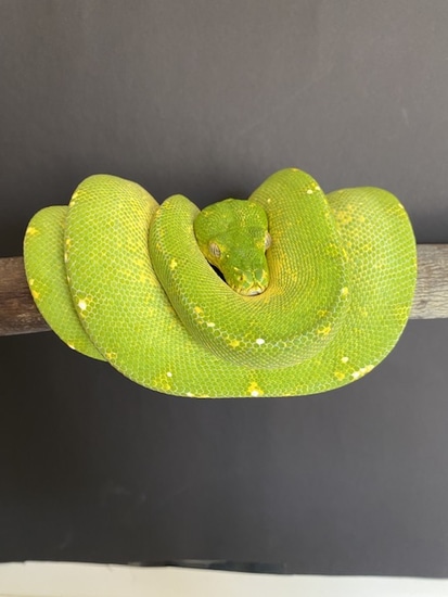 Wamena HY X Gläser HY Green Tree Python by Danny’s Morelia Viridis