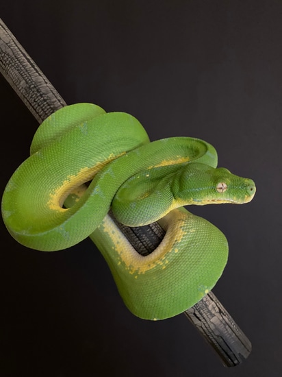 Wamena X Gläser X Manokwari Green Tree Python by Danny’s Morelia Viridis