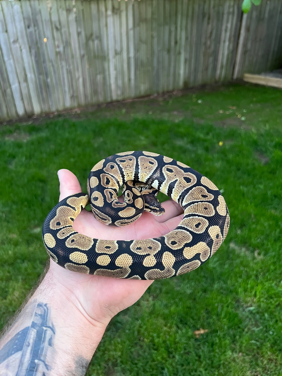 DH VPI Axanthic DG Ball Python by Fisher’s Constrictors - MorphMarket