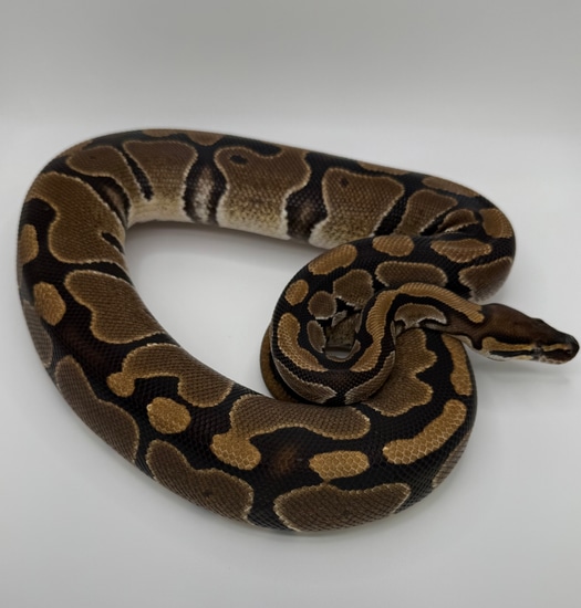 Normal Het Pied 66% Het VPI Axanthic Ball Python by Fisher’s Constrictors